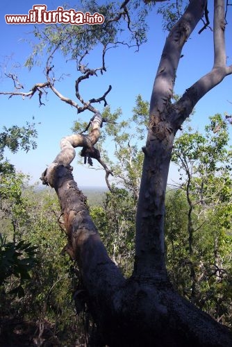 Foresta pluviale vicino alle Wangi Falls Australia