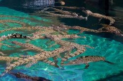 Crocosaurus Cove per vedere i coccodrilli a Darwin ...