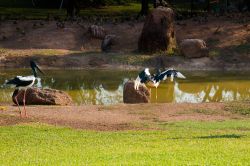 Feathers Sanctuary a Darwin Australia - E' quotato ...