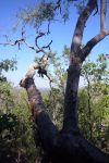 Foresta pluviale vicino alle Wangi Falls Australia ...