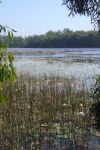 Zone umide presso Manton Dam Area,  Australia ...