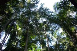 Foresta Monsonica Litchfield National Park