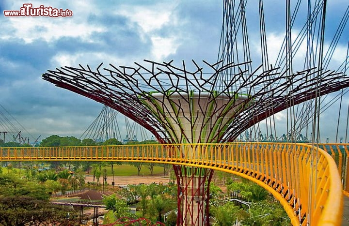 Immagine Supertrees Grove Singapore: percorso aereo