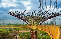 Supertrees Grove Singapore: percorso aereo