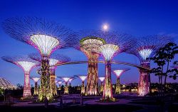 Singapore la foresta dei Supertrees Grove a Gardens by the Bay