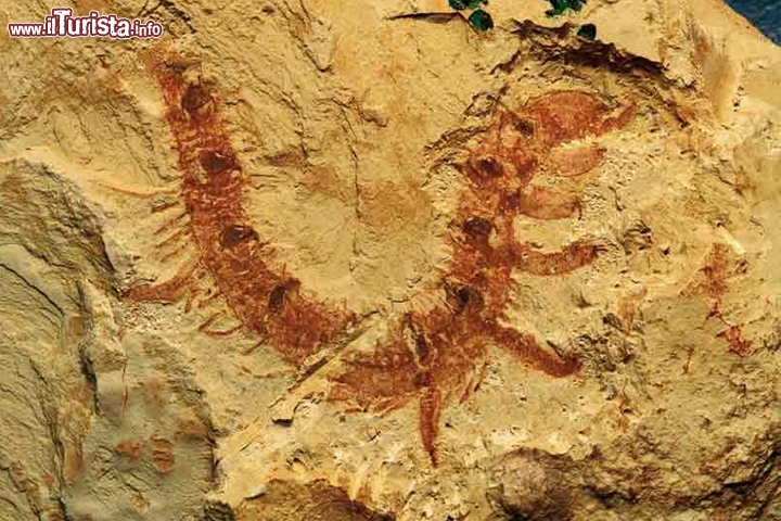 Chengjiang Fossil Site – Cina
E' uno dei primi depositi di organismi marini risalenti al periodo dell'esplosione cambriana, ossia oltre cinquecentotrenta milioni di anni fa; situati in una zona collinare della provincia di Yunnan, in Cina, i 512 ettari del sito racchiudono un'infinità di fossili originari di un ecosistema marino perfettamente conservati. Nelle stratificazioni della roccia, anche a centinaia di metri di profondità, sono stati rinvenuti reperti eccezionali anche di tessuti molli in condizioni di conservazione stupefacenti per dettagli fisici e cromatici; ad oggi decine di migliaia di fossili sono stati catalogati grazie al sito di Chengjiang, soprattutto di artropodi come le trilobiti e di alcune specie considerate dagli studiosi come i primi pesci mai apparsi sul pianeta. 

Foto: © UNESCO /  © Chengjiang Fossil National Geopark management Committee, Onychodictyon ferox (Chengjiang Fossil Site) 