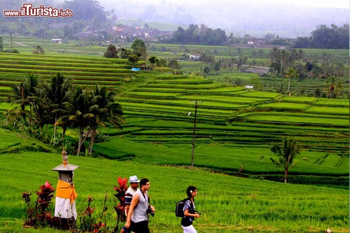 Paesaggio culturale della Provincia di Bali: il sistema Subak come manifestazione della filosofia Tri Hita Karana – Indonesia
I templi acquatici e le terrazze coltivate a riso su quasi ventimila ettari riflettono nella pratica la filosofia di Tri Hita Karana, ovvero l'incontro tra la natura, il mondo umano ed il regno dello spirito. Tale concezione filosofica si è sviluppata in seguito all'intenso scambio culturale degli ultimi duemila anni tra l'isola di Bali in Indonesia e l'induismo praticato in India. Il Subak è un'organizzazione cooperativa di agricoltori in una zona coltivata a riso pensata per gestire l'acqua per l'irrigazione e che prevede diversi aspetti, dalla fornitura idrica al raccolto, passando per la costruzione di un tempio, chiamato Pura Subak, nel quale celebrare le proprie ritualità in onore a Dewi Sri, Dea del Riso. Grazie a questa gestione comunitaria e democratica, i coltivatori locali sono a tutti gli effetti i principali produttori di riso della regione e un tassello fondamentale per la società di Bali in continua crescita demografica.

Foto:  © UNESCO /  © Ministry of Education and Culture of Indonesia, Jatiluwih 