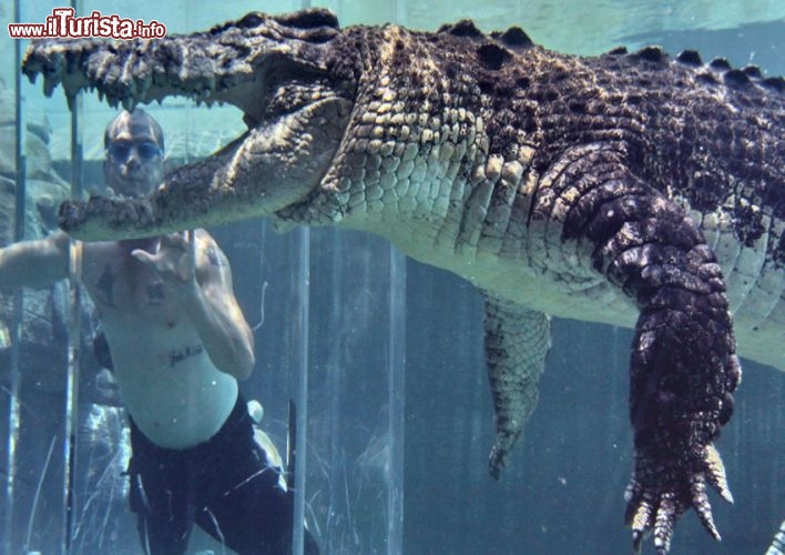 Immagine Cage of Death, nuotare fianco a fianco di un coccodrillo di mare al Crocosaurus Cove di Darwin, Australia