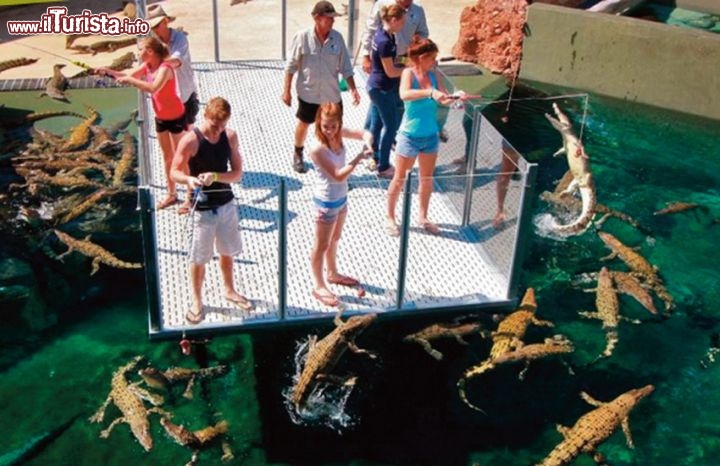 Immagine Crocosaurus Cove Darwin Australia