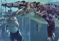 Cage of Death, nuotare fianco a fianco di un coccodrillo di mare al Crocosaurus Cove di Darwin, Australia