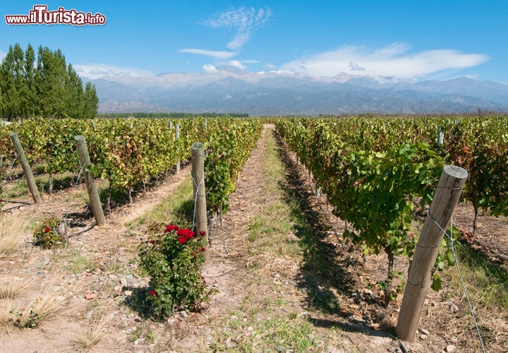 Argentina Wine Route
In Sudamerica, si sa, le distanze sono infinite: paesaggi incontaminati si estendono a perdita d’occhio, e ovunque si prova la sensazione vertiginosa di essere insignificanti al cospetto della natura. Anche la Strada del Vino Argentina è un percorso grandioso, che si snoda per oltre 2 mila chilometri attraverso numerose province e zone vinicole, immergendosi in ambienti variegati, diversi per altitudine e caratteristiche paesaggistiche. Vi si incontrano circa 2000 aziende vinicole, molte delle quali prevedono visite guidate ai vigneti e alle cantine, ma anche possibilità di alloggio e ristoranti: dopotutto il turismo eno-gastronomico è in crescita in Argentina, maggior produttore di vino del Sudamerica e quinto produttore mondiale.

La creazione della Strada del Vino è piuttosto recente, benché la produzione vinicola risalga al XVI secolo. All’inizio il consumo del vino si basava sulla quantità piuttosto che sulla qualità: tutt’altra cosa rispetto all’arte e alla cultura del “nettare degli dei” così sentite in casa nostra. Negli anni Novanta del secolo scorso investitori internazionali hanno riconosciuto le potenzialità di questo territorio, contribuendo al decollo dell’industria vinicola del paese, che oggi può competere con gli storici produttori europei. Così, nell’ultimo decennio, le condizioni sono state propizie per il fiorire di un turismo enologico, e si sono moltiplicate le cantine con annesse strutture ricettive, le mostre a tema, i corsi da sommelier e le degustazioni guidate.
Lungo la Strada del Vino Argentina potrete gustare molti prodotti diversi, ma la varietà più rinomata è l’uva Malbec, seguita dalla Bonarda e dal Torrontés. La zona più fertile è il Cuyo, regione montuosa dell’Argentina centro-occidentale, in particolare le province di Mendoza, San Juan e San Luis: merito del clima secco e dell’altitudine, che assicura una buona esposizione al sole, capace di neutralizzare le basse temperature.

Un’indagine del 2006 ha rivelato che ogni anno oltre un milione di turisti viaggia lungo la Wine Route sudamericana… per pianificare il vostro viaggio e unirvi a loro visitate www.argentina.travel. Foto © javarman 