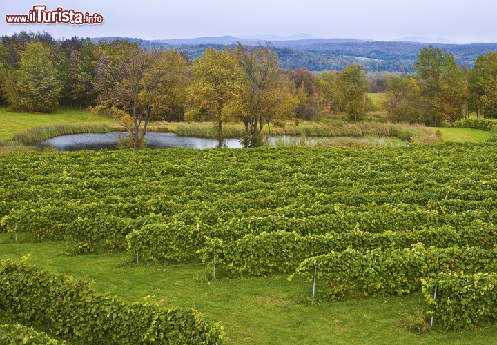 Brome-Missisquoi, Wine Route, Quebec, Canada
I canadesi amanti del vino non hanno dubbi: il posto giusto è il distretto di Brome-Missisquoi (meglio noto come Missisquoi), lungo il confine statunitense tra Montreal e Sherbrooke, a cavallo tra le regioni del Quebec Montérégie e Estrie. La Brome-Missisquoi Wine Route percorre il distretto nella zona di Eastern Townships, da Farnham a Saint-Armand e poi sale fino a Brome Lake. Qui è nata l’industria vinicola del Québec, e qui si concentra la maggior parte delle cantine del paese.

Lungo il percorso potrete brindare con bianchi, rossi decisi e freschi rosé, ma anche degustare un’ampia gamma di liquori, altre bevande alcoliche a base dolce e il delizioso sidro ghiacciato del Québec. Ogni azienda produttrice propone curiose visite guidate, picnic e cene a tema, scampagnate e intrattenimenti di vario genere, che vi faranno scoprire il lato più allegro del Brome-Missisquoi. Le aziende coinvolte sono sedici: cinque di esse si trovano a Dunham, dove i primi viticoltori si stabilirono all’inizio degli anni Ottanta.

I tipi dinamici potranno percorrere la Wine Route su due ruote. La bicicletta è il mezzo ideale per spostarsi abbastanza rapidamente e allo stesso tempo assaporare il paesaggio, lasciando scorrere lo sguardo su panorami verdeggianti, folti boschi e zone fiorite. Gli itinerari ciclabili sono molti: dal percorso dedicato al patrimonio anglosassone, con partenza da Knowlton e passaggio a Brome Lake, all’esplorazione dei borghi più pittoreschi partendo da Bedford, fino alla visita dei vigneti più belli, quelli di La Mission, La Bauge e Les Diurnes. I noleggi di biciclette sono sparsi qua e là per la regione e in caso di difficoltà potrete sempre chiamare un Taxi-vélo, disponibile 24 ore su 24, capace di caricare fino a tre ciclisti con relative bici.

Se poi vi trovate in zona tra la fine di settembre e l’inizio di ottobre potrete assistere alla vendemmia e godere degli eventi speciali organizzati per l’occasione.
Per maggiori informazioni visitate www.laroutedesvins.ca. Foto © imageegami