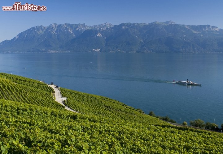 I terrazzamenti del Lavaux e il Lavaux Express, Svizzera
I vigneti possono diventare un’opera d’arte e una preziosa testimonianza storica. È quanto accade in Svizzera, lungo le rive settentrionali del Lago di Ginevra, dove i terrazzamenti di viti del Lavaux rappresentano un bell’esempio di convivenza tra uomo e natura, e di uno sfruttamento armonioso e allo stesso tempo efficiente del paesaggio. Non una “strada del vino” come le altre, ma un mondo rurale che vive di uva e si lascia esplorare a bordo di un pittoresco trenino.

I vigneti, che si estendono per una trentina di chilometri dal Chateau de Chillon alla periferia orientale di Losanna, nella regione del Vaud, sono stati dichiarati non a caso Patrimonio Mondiale dell’UNESCO: aldilà dell’innegabile bellezza – specie al tramonto, quando gli acini luccicanti al sole sembrano fare l’occhiolino al giorno che se ne va – i vigneti sono un pezzo storico, consegnatoci a partire dall’XI secolo dai monaci benedettini e cistercensi della zona.
I reperti archeologici, a dire il vero, fanno pensare che in quest’area della Svizzera si producesse l’uva già al tempo dei romani, ma la maggior parte dei sentieri e dei confini che ancora oggi ricamano le vigne risale all’epoca medievale. Un documento del 1331 ci racconta come venivano creati i terrazzamenti, che dovevano essere larghi tra i 10 e i 15 metri, supportati da pareti alte 5 o 6 metri. Certo, allora non c’era l’autostrada A9 a pochi metri dalle coltivazioni, ma bisogna ammettere che ancora adesso i vigneti del Lavaux esercitano un grande fascino, soprattutto se li si ammira da un finestrino del Lavaux EXPRESS. Il treno turistico è in funzione da aprile a ottobre, e a seconda della giornate parte da Lutry o da Cully: nel primo caso si passa da Aran e Grandvaux e si torna a Lutry, per un totale di un’ora di viaggio, mentre il tragitto in partenza da Cully dura un’ora e un quarto e passa per Riex, Epesses e Dézaley prima di tornare al punto di inizio.

Per maggiori informazioni visitate il sito www.lavauxexpress.ch. In particolare, per gli orari e le tariffe, vedete la sezione orari e tariffe. Foto © xim-crow 