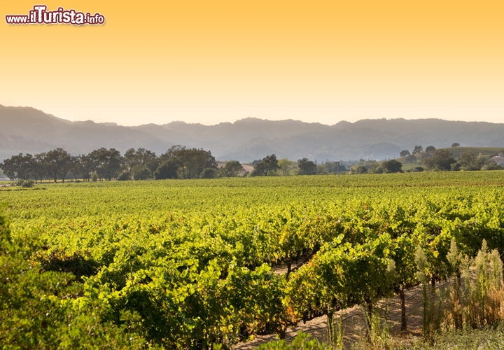 La Northern Sonoma County Wine Road, California
Grattacieli sull’oceano, saliscendi di strade simili a montagne russe, e la sagoma slanciata del ponte di San Francisco: ecco a cosa pensiamo quando diciamo California. Eppure anche negli Stati Uniti ci sono paesaggi ameni e campagne inondate di sole, senza borghi medievali degni della nostra Toscana ma pur sempre ricamate di filari. La Wine Road della Northern Sonoma County ne è un esempio: un itinerario all’insegna del gusto, del buon vino e della natura, tra tenute sconfinate e storiche cantine. Fondata oltre 30 anni fa, la Wine Road è un’associazione di aziende distribuite nelle valli di Alexander, Dry Creek e Russian River, nata dall’unione di 9 cantine e cresciuta nel tempo fino a comprenderne 150, cui si aggiungono una cinquantina di tenute. Non una vera e propria strada, ma piuttosto una costellazione di luoghi incantevoli che si contraddistinguono per l’aria buona, la quiete e le tradizioni culinarie, dove si produce vino da oltre 130 anni.

Il percorso non propone solo semplici degustazioni, ma un calendario fitto di eventi, come Winter Wineland, Barrel Tasting e A Wine & Food Affair (vedi www.wineroad.com). Tre feste divertenti ma anche virtuose, perché gli organizzatori dal 2008 si impegnano a ridurre l’impatto ambientale e minimizzano l’utilizzo di plastica e carta, ad esempio fornendo bicchieri di vetro riutilizzabili a tutti i partecipanti – compresi nel prezzo del biglietto – o facendo gli inviti via mail anziché per posta. Molte cantine della zona, in accordo con questa filosofia, utilizzano pannelli solari ed evitano i fertilizzanti chimici.
Lungo la Wine Road brinderete con Pinot Nero e Chardonnay nella Russian River Valley, con un ottimo Sauvignon Blanc nella Dry Creek Valley e con Cabernet e Merlot nella Alexander Valley, più tante altre varietà internazionali tra cui Barbera, Sangiovese, Riesling e Gewürztraminer.

A portare la cultura del vino nella zona furono nientemeno che gli immigrati italiani, come Giuseppe e Pietro Simi, che nel 1876 fondarono a Healdsburg la Simi Winery… in origine doveva chiamarsi Montepulciano, ma per i californiani era troppo difficile da pronunciare. Visitate la tenuta e vi sentirete a casa, tra distese di vigneti dal sapore mediterraneo e prelibatezze culinarie niente male (www.simiwinery.com). Foto © Can Balcioglu 