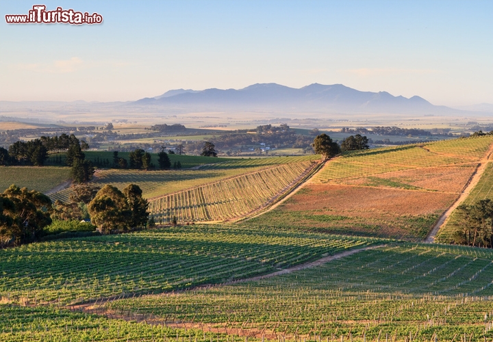 La Wine Route del Sudafrica
Il bello della zona vinicola sudafricana è che unisce il fascino dolce dei filari, allineati in distese perfette, alla bellezza incommensurabile delle montagne, fiere sulle sfondo. Ci si sente piccoli e emozionati lungo la Wine Route, che da Città del Capo percorre la provincia di Western Cape in direzione nord-est, attraversando il distretto di Cape Winelands e toccando centinaia di tenute e aziende vinicole. Fondata nel 1971 e arricchitasi anno dopo anno di nuovi membri, la Strada del Vino del Sudafrica ha le sue punte di diamante nelle località di Paarl e Stellenbosch, ma anche la zona di Franschhoek comprende decine di aziende prestigiose tra cui Dieu Donné, Ormarins e Couronne.
Il percorso è suddiviso in cinque itinerari minori, pensati per rendere l’esplorazione più semplice e piacevole: sceglietene uno o due, oppure gustateveli tutti, cercando le cantine con il logo Wine Route apposto all’ingresso, e parteciperete ogni giorno a degustazioni, tour guidati e pranzi o cene a tema. Molti produttori di vino hanno creato dei veri e propri ristoranti o allestito accoglienti aree picnic, e la maggior parte delle cantine sono aperte al pubblico, talvolta su appuntamento.

A inizio novembre si svolge il festival Stylish Stellenbosch at Summer Place (l’edizione 2012 è fissata per il 7 novembre), con musica, performance artistiche, specialità gastronomiche e i vini più pregiati del Sudafrica, all’insegna del divertimento e dei piaceri del palato.
È un evento esclusivo e i biglietti sono ambiti: per prenotare visitate www.webtickets.co.za, e per maggiori informazioni scrivete all’indirizzo events@wineroute.co.za o visitate www.wineroute.co.za. Foto  © Riaan van den Berg