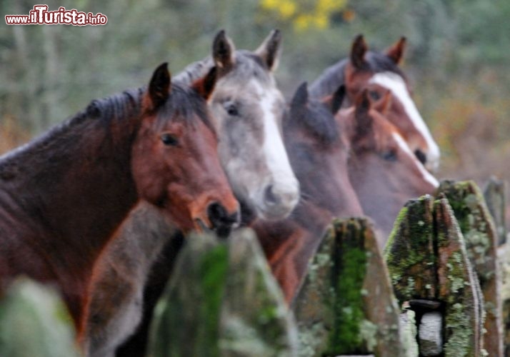 Alcuni cavalli presso la riserva naturale di Huilo Huilo in Cile, Patagonia settentrionale - © DONNAVVENTURA® 2012 - Tutti i diritti riservati - All rights reserved