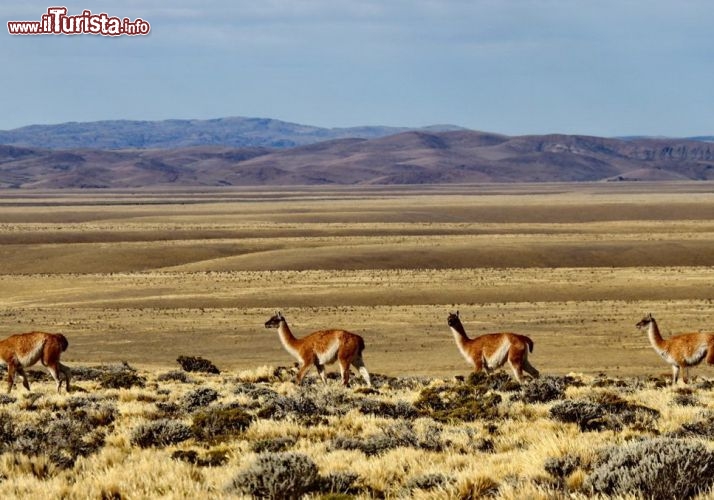 Dei guanachi al pascolo nella steppa argentina - © DONNAVVENTURA® 2012 - Tutti i diritti riservati - All rights reserved