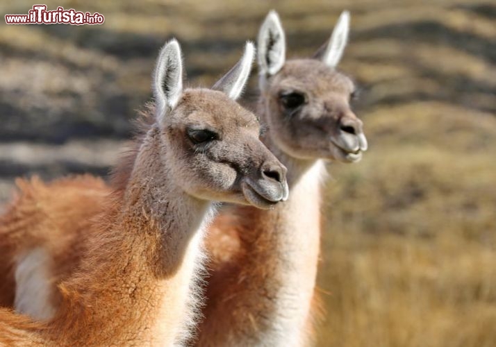 Dei simpatici guanachi presso l'estancia don Jose in Argentina - © DONNAVVENTURA® 2012 - Tutti i diritti riservati - All rights reserved