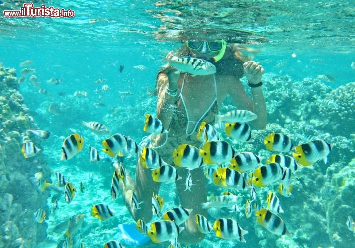Pesci tropicali fra i giardini di corallo della Polinesia Francese - © DONNAVVENTURA® 2012 - Tutti i diritti riservati - All rights reserved