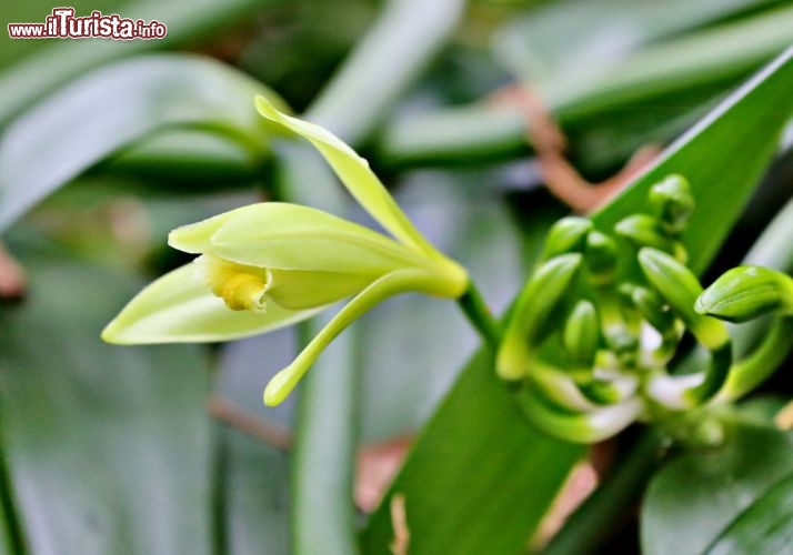 Un fiore di fiore di vaniglia fotografato a Ouvea - © DONNAVVENTURA® 2012 - Tutti i diritti riservati - All rights reserved