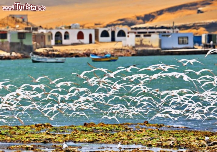 Gabbiani danno spettacolo sulla costa del Perù, presso Paracas - © DONNAVVENTURA® 2012 - Tutti i diritti riservati - All rights reserved