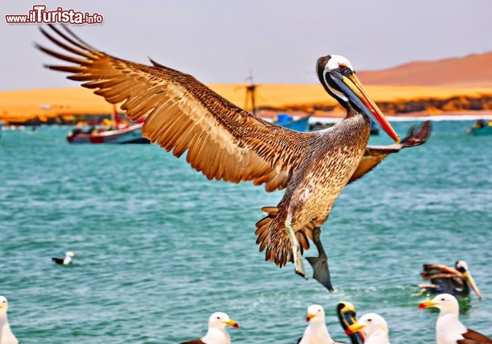 Pellicano protagonista della scena a Paracas in Perù - © DONNAVVENTURA® 2012 - Tutti i diritti riservati - All rights reserved