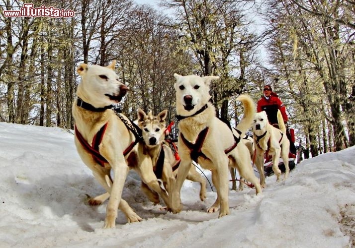 slitta trainata dai cani a san martin: momenti indimenticabili di sleddogging - © DONNAVVENTURA® 2012 - Tutti i diritti riservati - All rights reserved