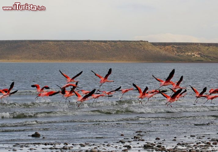 Fenicotteri rosa in volo sui lagbi dell'Argentina - © DONNAVVENTURA® 2012 - Tutti i diritti riservati - All rights reserved