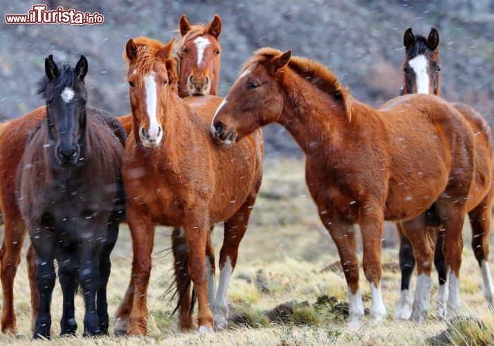 Cavalli allo stato brado incontrati lungo il percorso fuoristrada - © DONNAVVENTURA® 2012 - Tutti i diritti riservati - All rights reserved