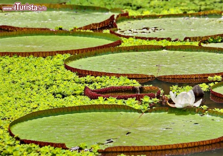 Meravigliose ninfee giganti dell'amazzonia peruviana - © DONNAVVENTURA® 2012 - Tutti i diritti riservati - All rights reserved