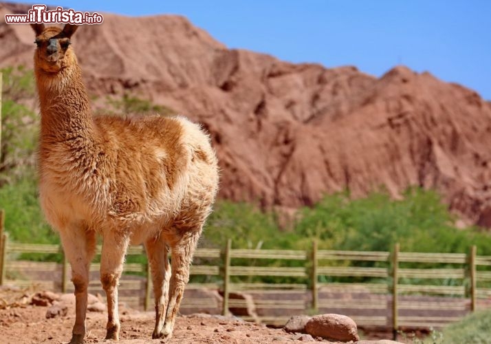 Un lama presso la Residencia Alto Atacama - © DONNAVVENTURA® 2012 - Tutti i diritti riservati - All rights reserved