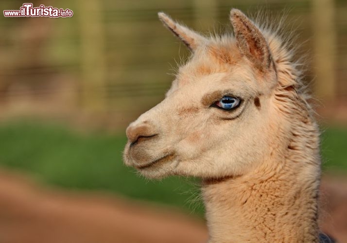 Un lama in posa plastica presso la Residencia Alto Atacama in Cile- © DONNAVVENTURA® 2012 - Tutti i diritti riservati - All rights reserved