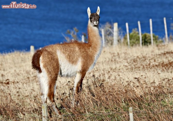 Un simpatico guanaco, un classico incontro dei paesaggi della Patagonia - © DONNAVVENTURA® 2012 - Tutti i diritti riservati - All rights reserved