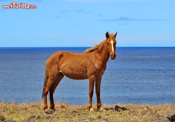 Uno dei cavalli allo stato brado che abitano l'isola di Pasqua - © DONNAVVENTURA® 2012 - Tutti i diritti riservati - All rights reserved