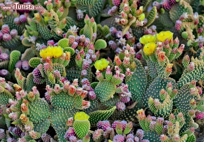 Un cactus del deserto. siamo in quello di atacama, uno dei luoghi più aridi della terra - © DONNAVVENTURA® 2012 - Tutti i diritti riservati - All rights reserved