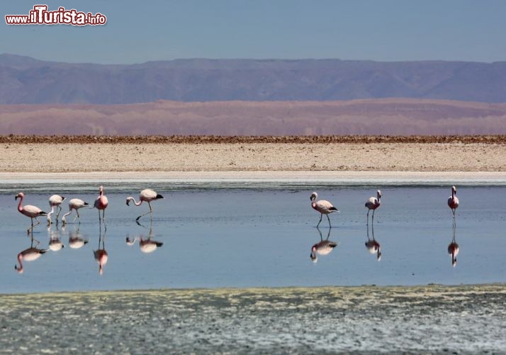 il Salar de Atacama con alcuni fenicotteri rosa - © DONNAVVENTURA® 2012 - Tutti i diritti riservati - All rights reserved