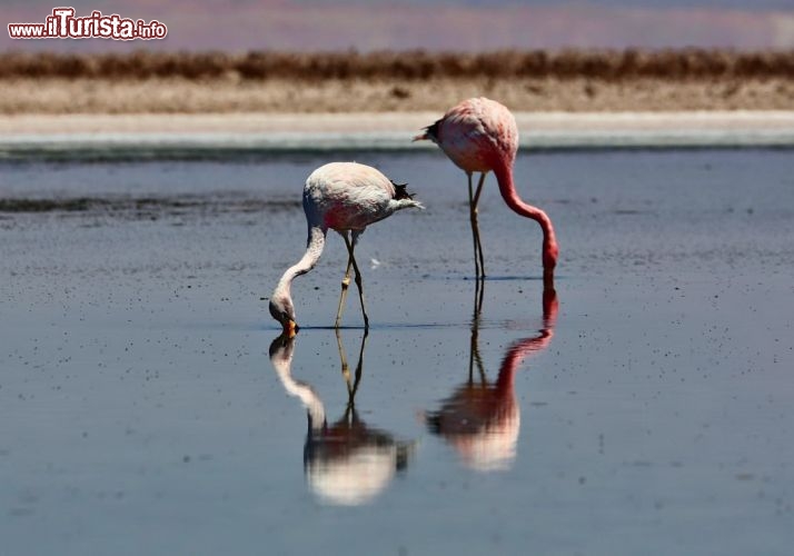 Fenicotteri rosa presso il Salar de Atacama - © DONNAVVENTURA® 2012 - Tutti i diritti riservati - All rights reserved