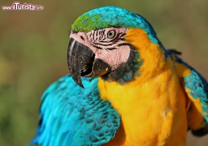 Un coloratissimo Pappagallo arara - © DONNAVVENTURA® 2012 - Tutti i diritti riservati - All rights reserved