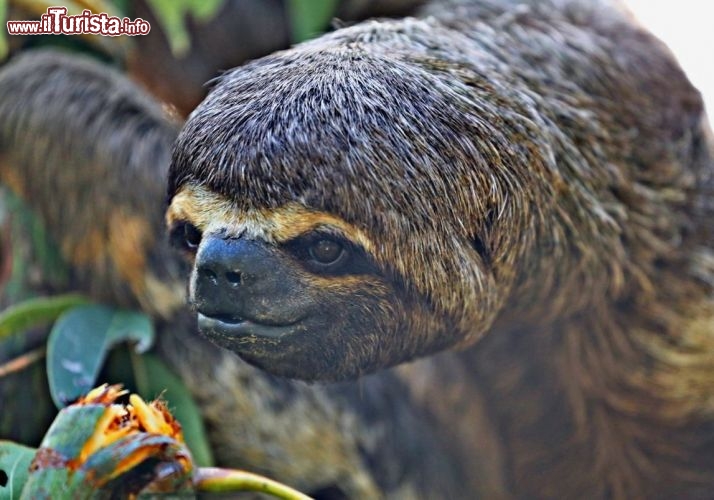 Un Bradipo, il simpaticissimo animale, uno dei piùù lenti del mondo - © DONNAVVENTURA® 2012 - Tutti i diritti riservati - All rights reserved