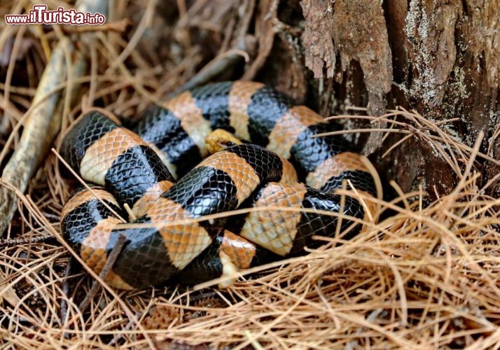 Un esemplare di Tricot Raye un serpente della Nuova Caledonia, da lasciare tranquillo: sono tra i rettili più velonosi del pacifico, decisamente più pericolosi di un cobra, ma fortunatamente non hanno una indole aggressiva, anche se è meglio...non stuzzicarli! - © DONNAVVENTURA® 2012 - Tutti i diritti riservati - All rights reserved