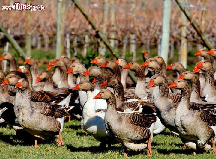 un simpatico incontro in Cile: le oche spazzine dei vigneti - © DONNAVVENTURA® 2012 - Tutti i diritti riservati - All rights reserved