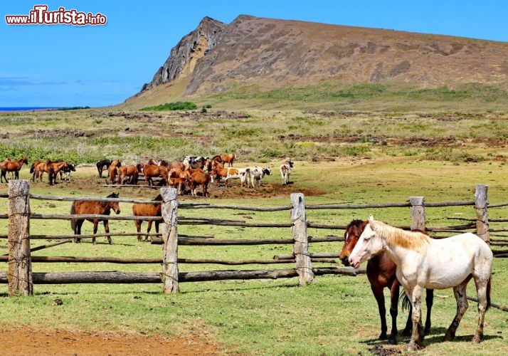 Dei paesaggi agresti con cavalli, sull'isola di Pasqua in Cile - © DONNAVVENTURA® 2012 - Tutti i diritti riservati - All rights reserved