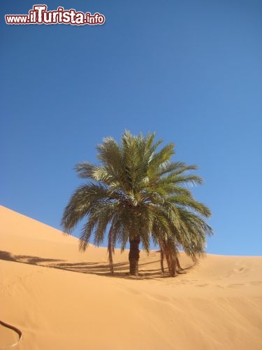 Una palma "incastrata" nel deserto di Merzouga, tra le dune dell'Erg Chebbi del Marocco - Foto di Mara Agostini