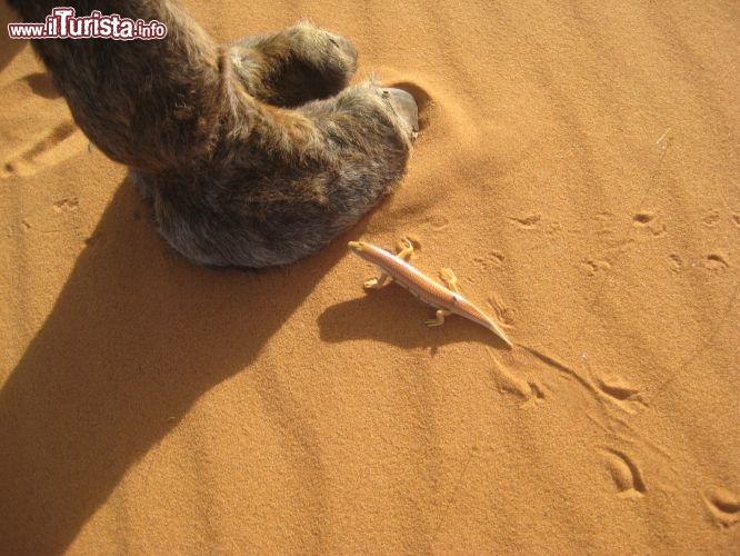 La salamandra del deserto, fotografata vicino al piede del Dromedario: siamo sulle dune di Merzouga, in Marocco - Foto di Mara Agostini