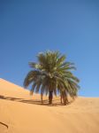 Una palma "incastrata" nel deserto ...