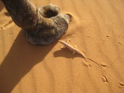 La salamandra del deserto, fotografata vicino ...