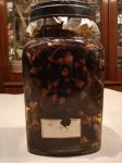 Il vaso delle talpe Grant Museum of Zoology Londra ...