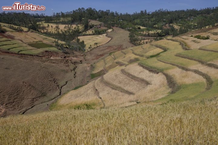 Immagine I frequenti terrazzamenti per le coltivazioni