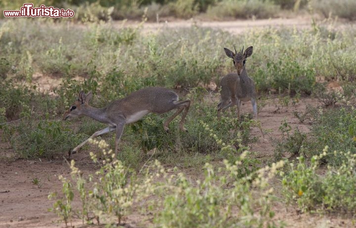 Immagine Dik dik lungo starda