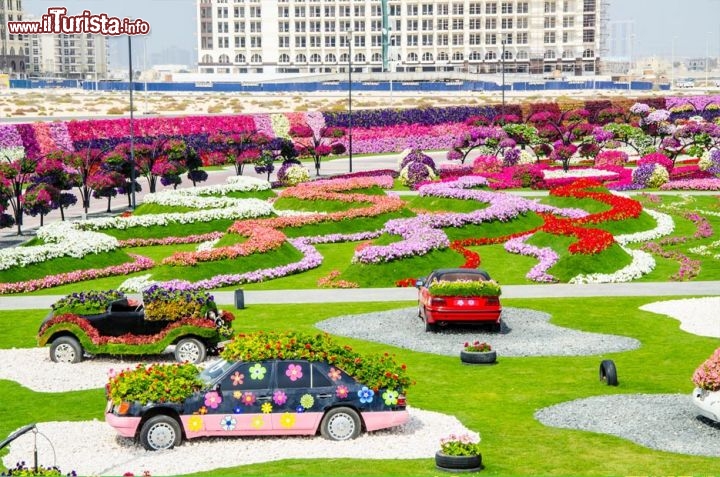Automobili fiorite nel giardino di Dubai Miracle Garden. Nel nuovo parco di Dubai i fiori vengono assemblati in coreografie a tema, come automobili, piramidi, e varie composizioni artistiche che rendono piacevole la vostra passeggiata in un tripudio di colori - © www.dubaimiraclegarden.com